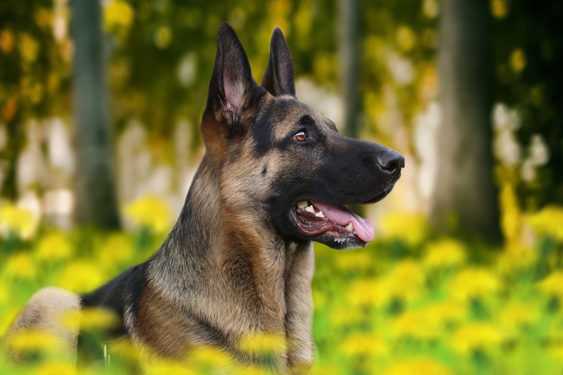 Download Depth Of Field Dog Animal German Shepherd HD Wallpaper