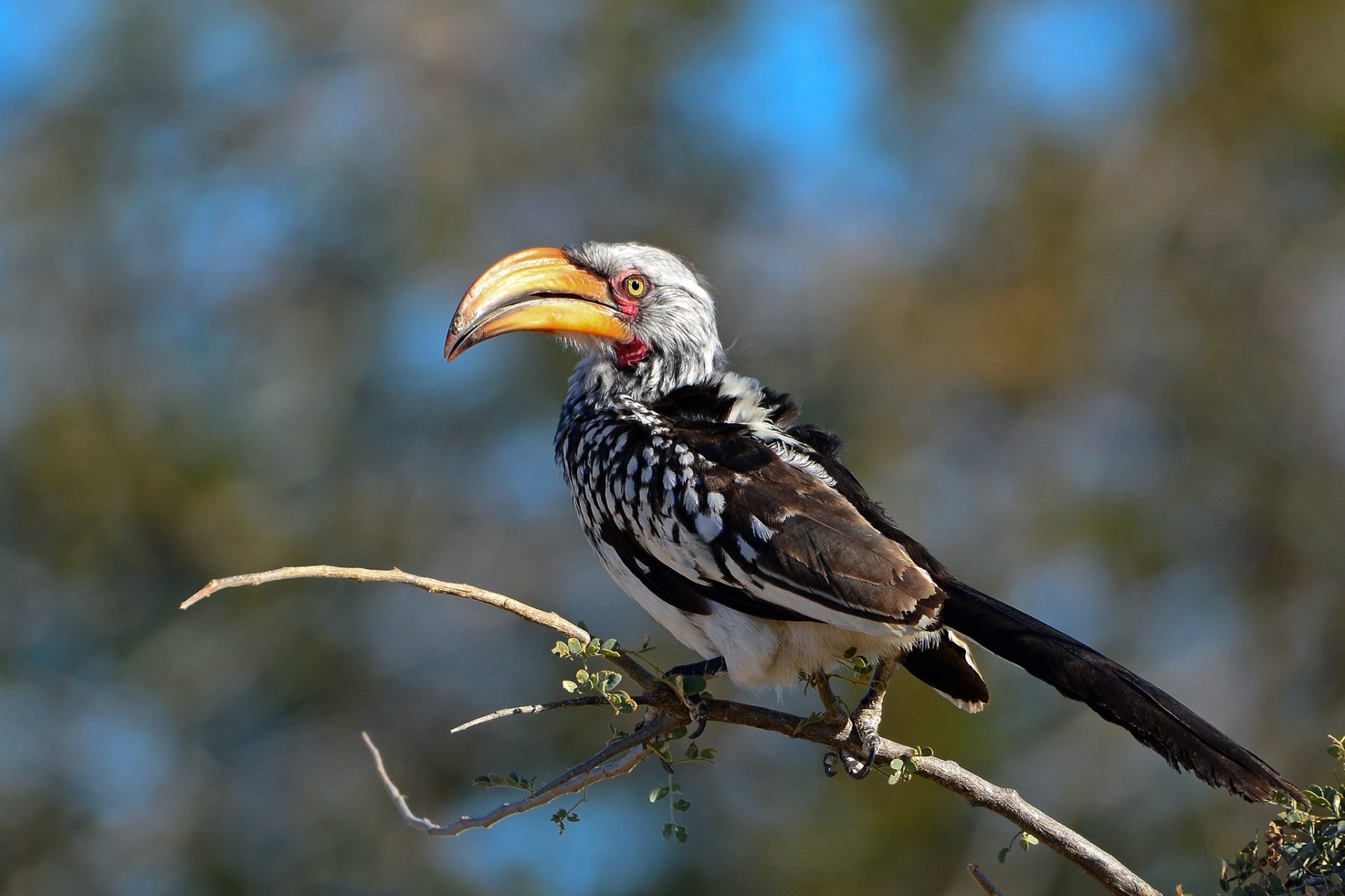 Download Southern Yellow-billed Hornbill Bird Animal Hornbill HD Wallpaper
