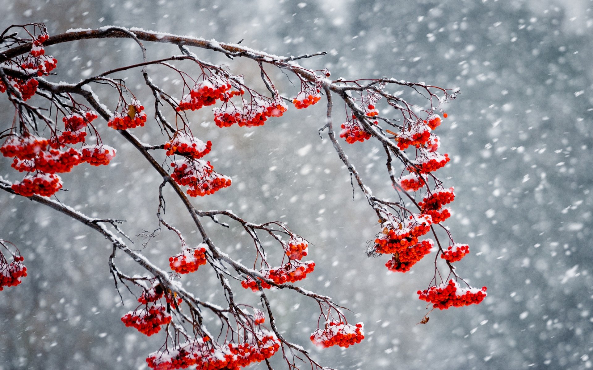 Download Snow Winter Nature Rowan HD Wallpaper