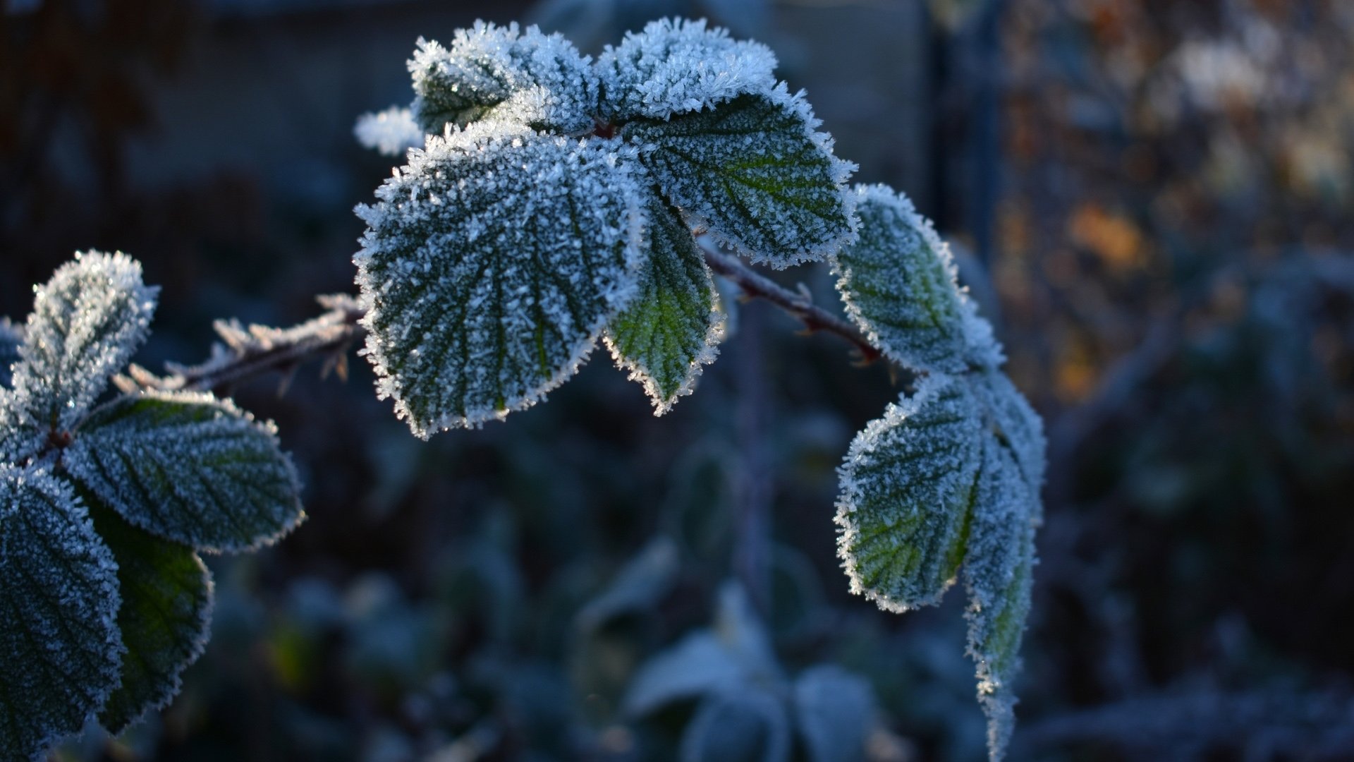 Download Frost Nature Leaf HD Wallpaper