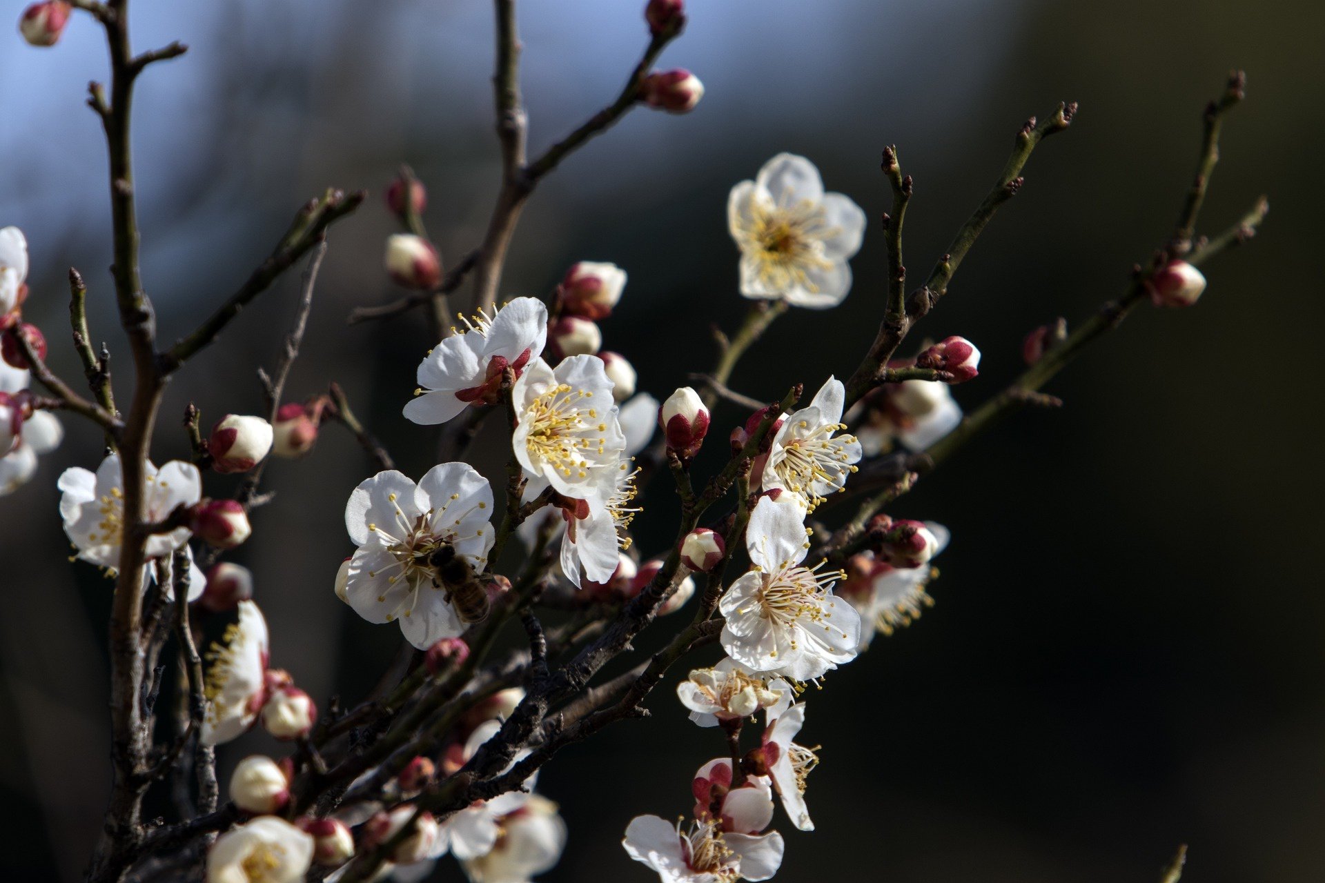 Download Spring Nature Blossom  HD Wallpaper
