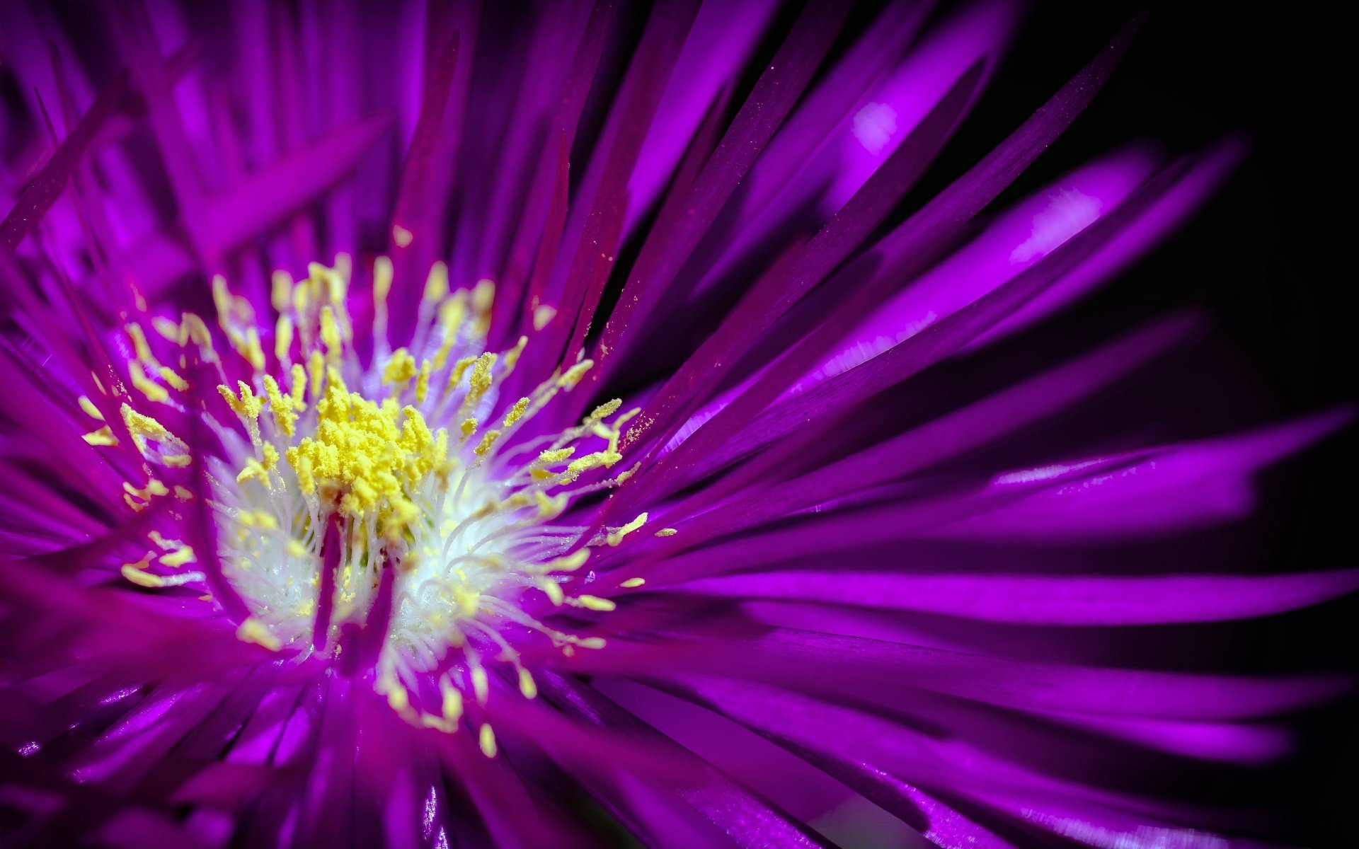 Download Nature Flower 4k Ultra HD Wallpaper | 3840x2400 | Wallpaper Abyss
