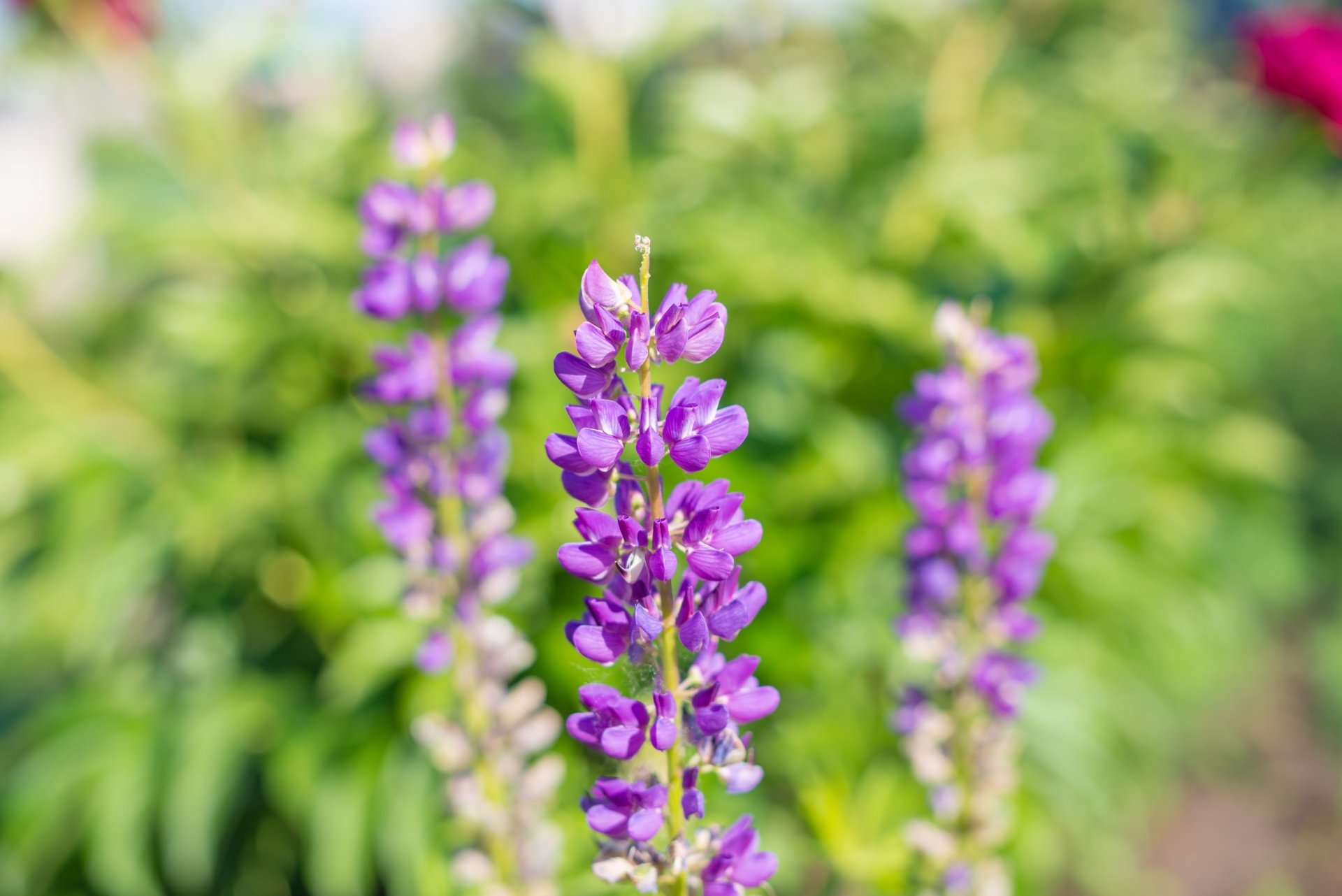 Download Nature Lupine HD Wallpaper