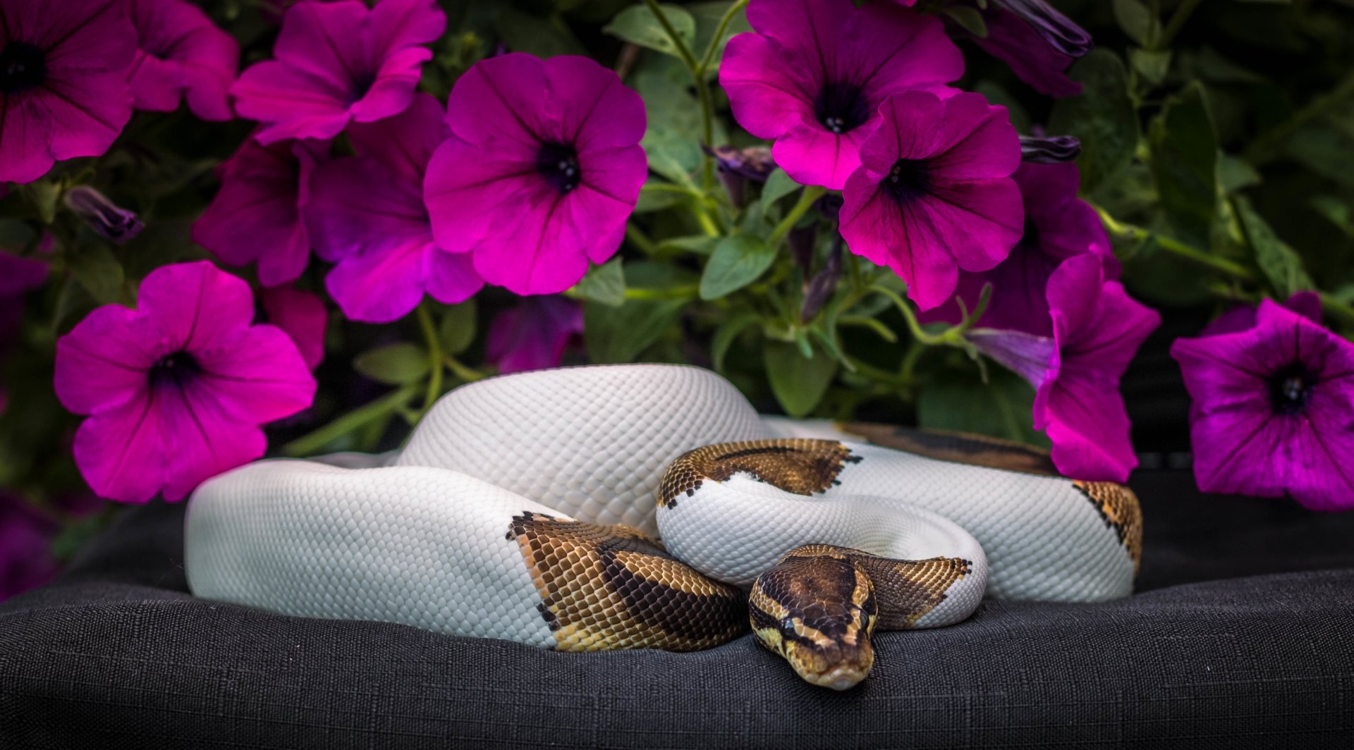Download Petunia Snake Flower Animal Python 4k Ultra HD Wallpaper