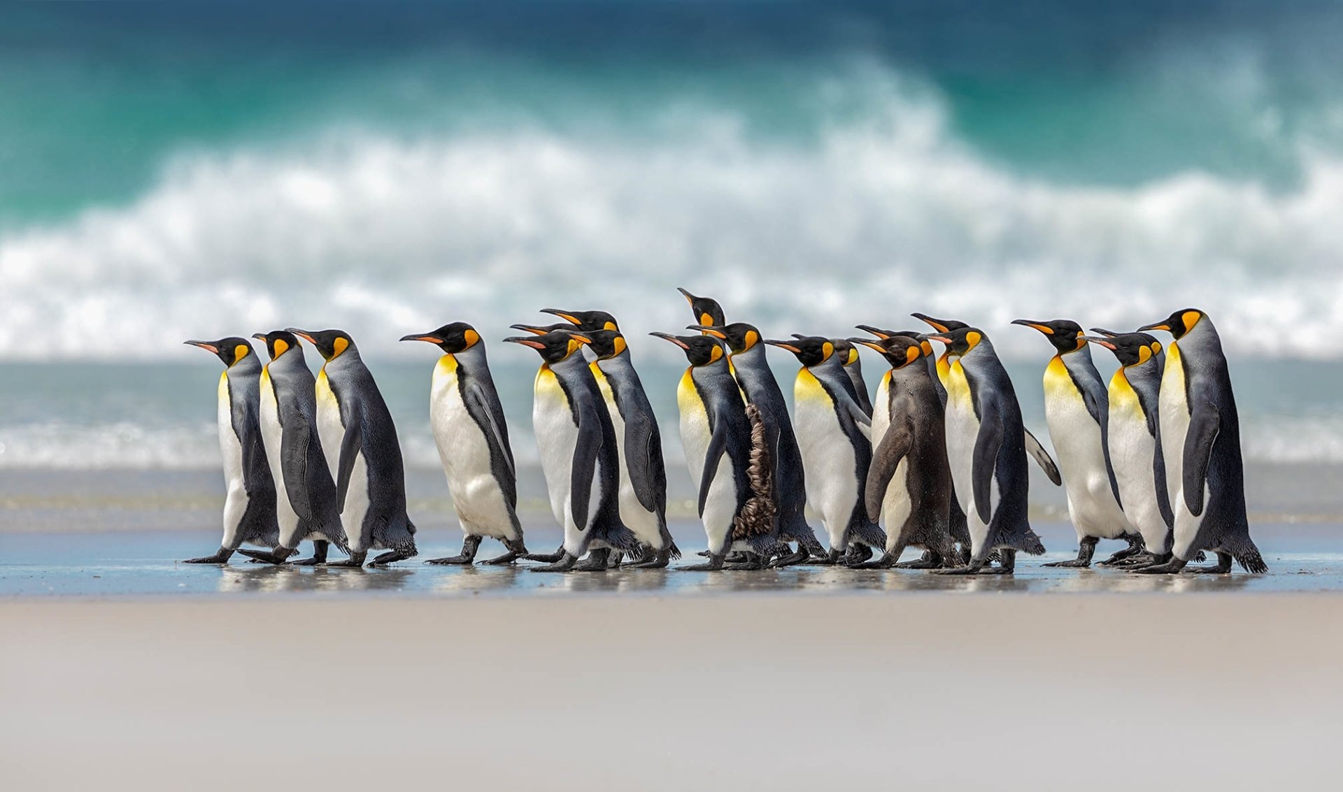 Download Animal Penguin HD Wallpaper
