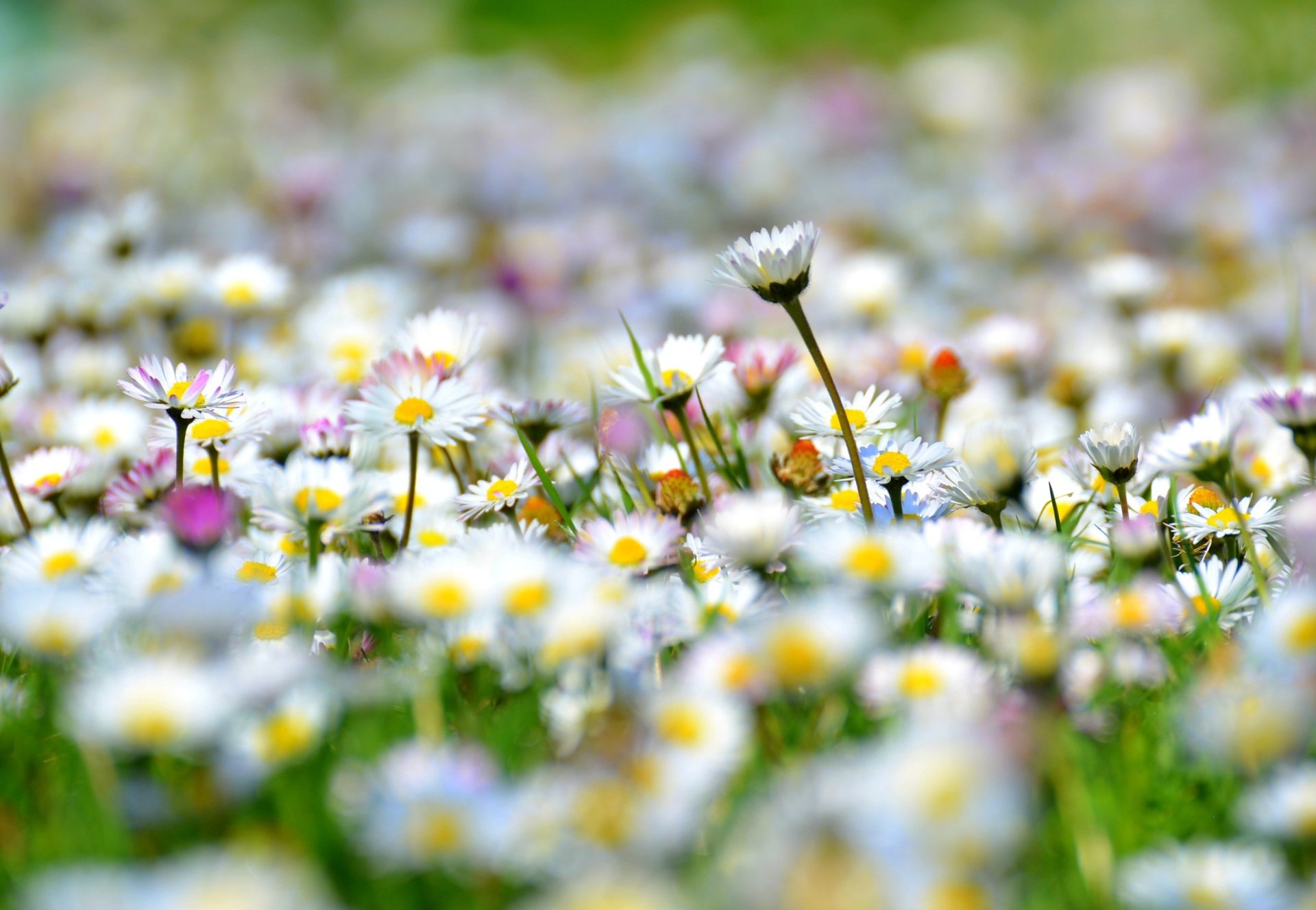 Chamomile HD Wallpaper