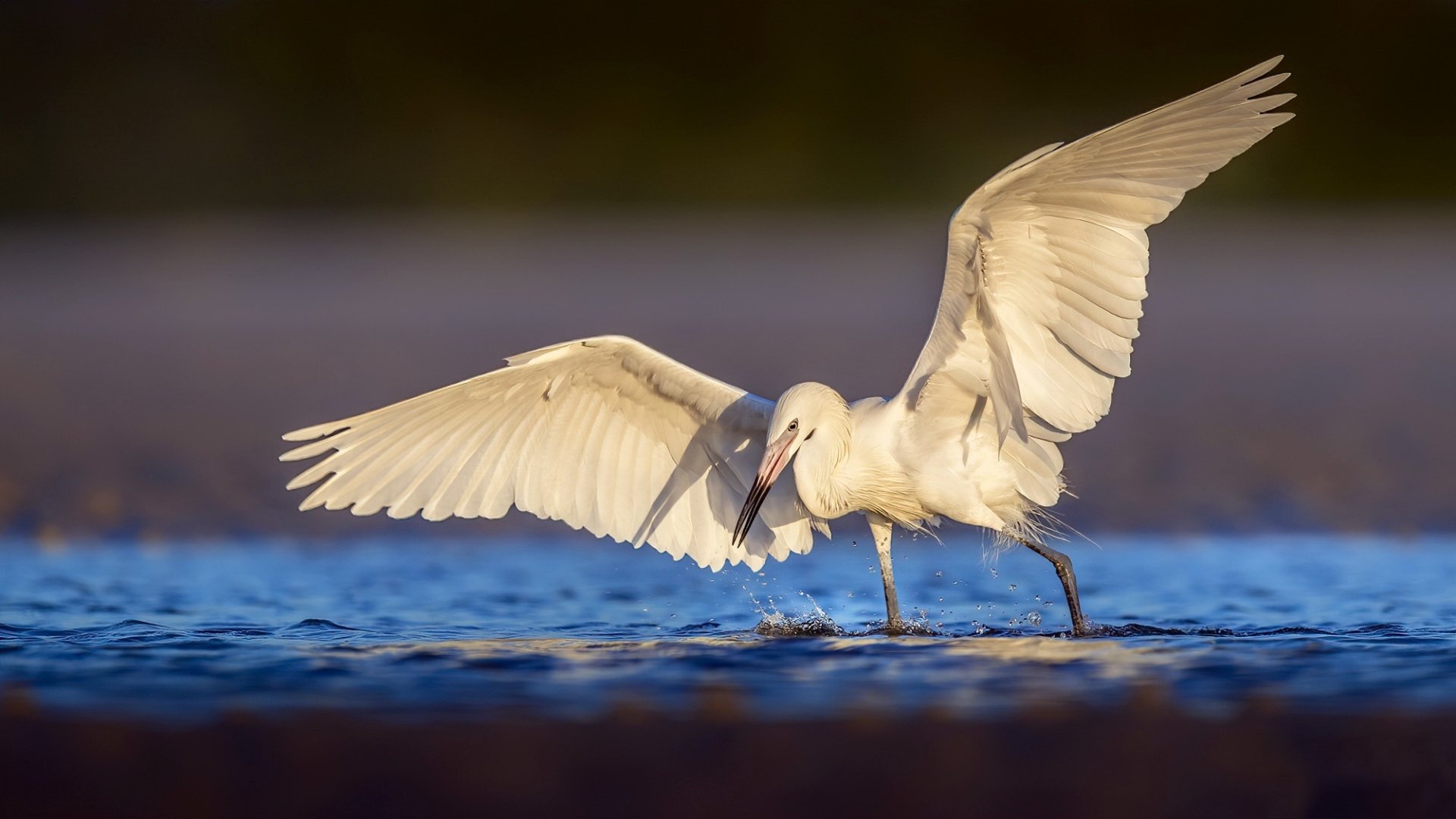 Download Animal Egret HD Wallpaper by Frank Schauf