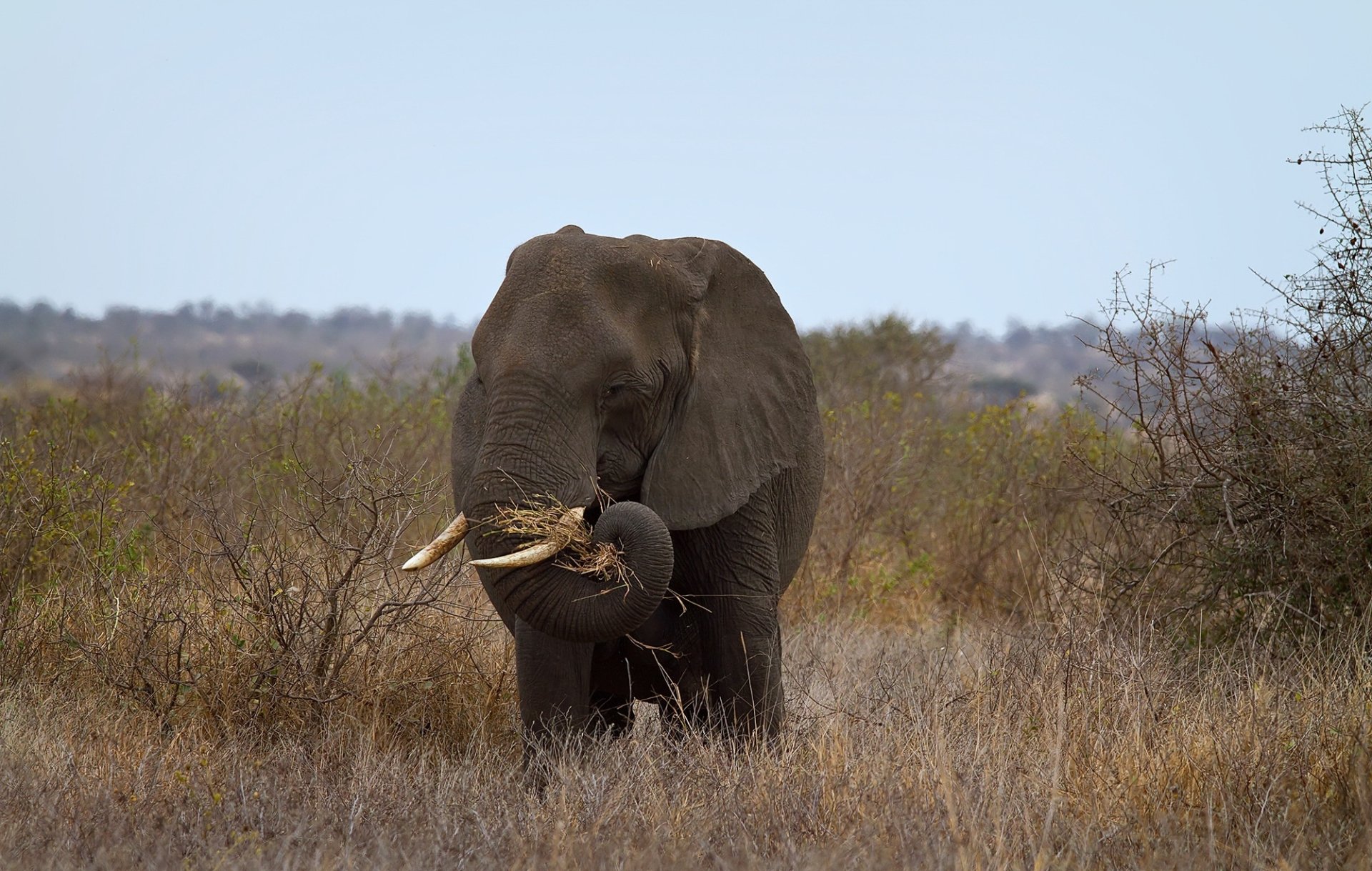 African bush elephant feeding on shrubs in a dry savanna under a pale sky — HD PC desktop wallpaper and background.