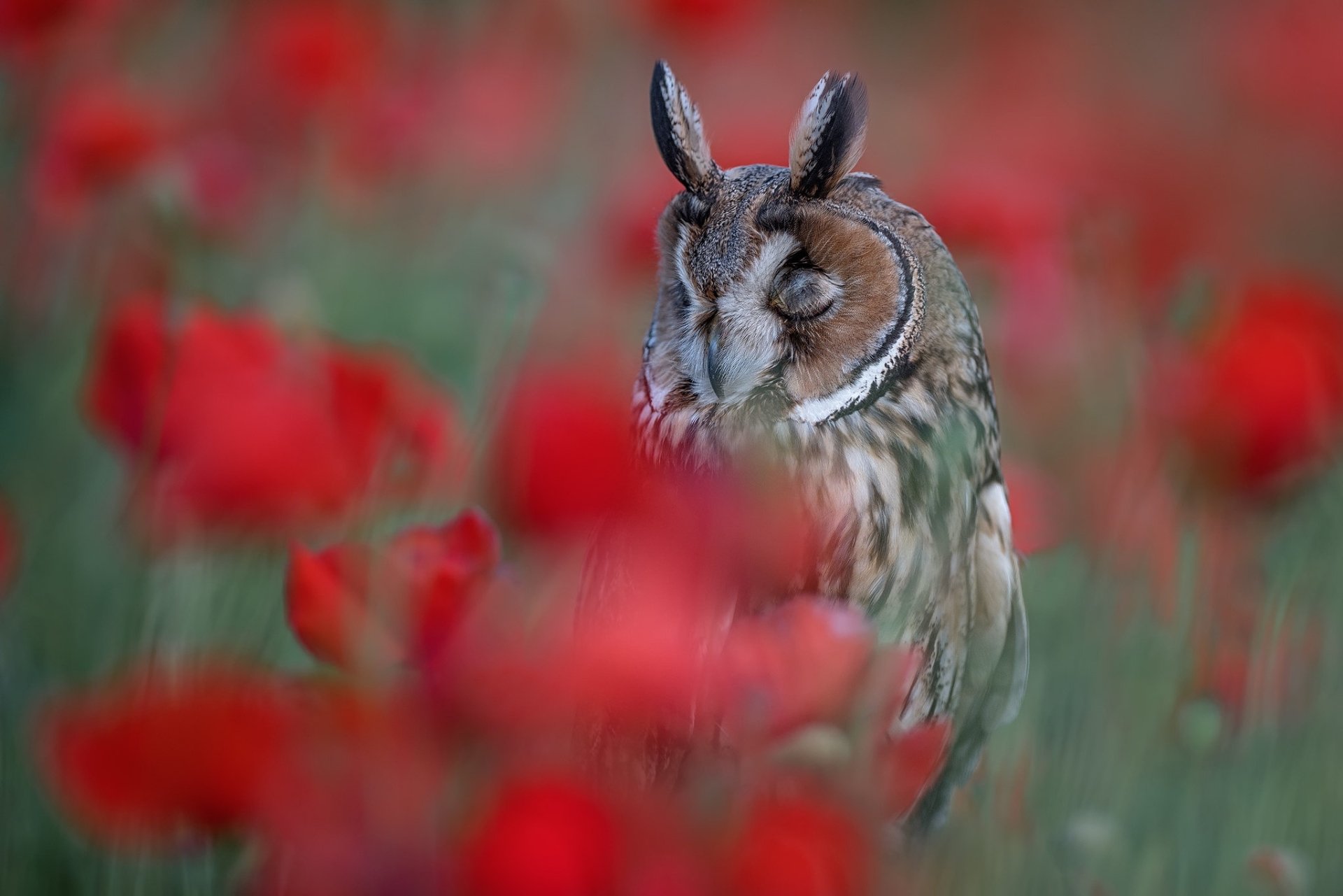 Download Long Eared Owl Bird Flower Animal Owl HD Wallpaper