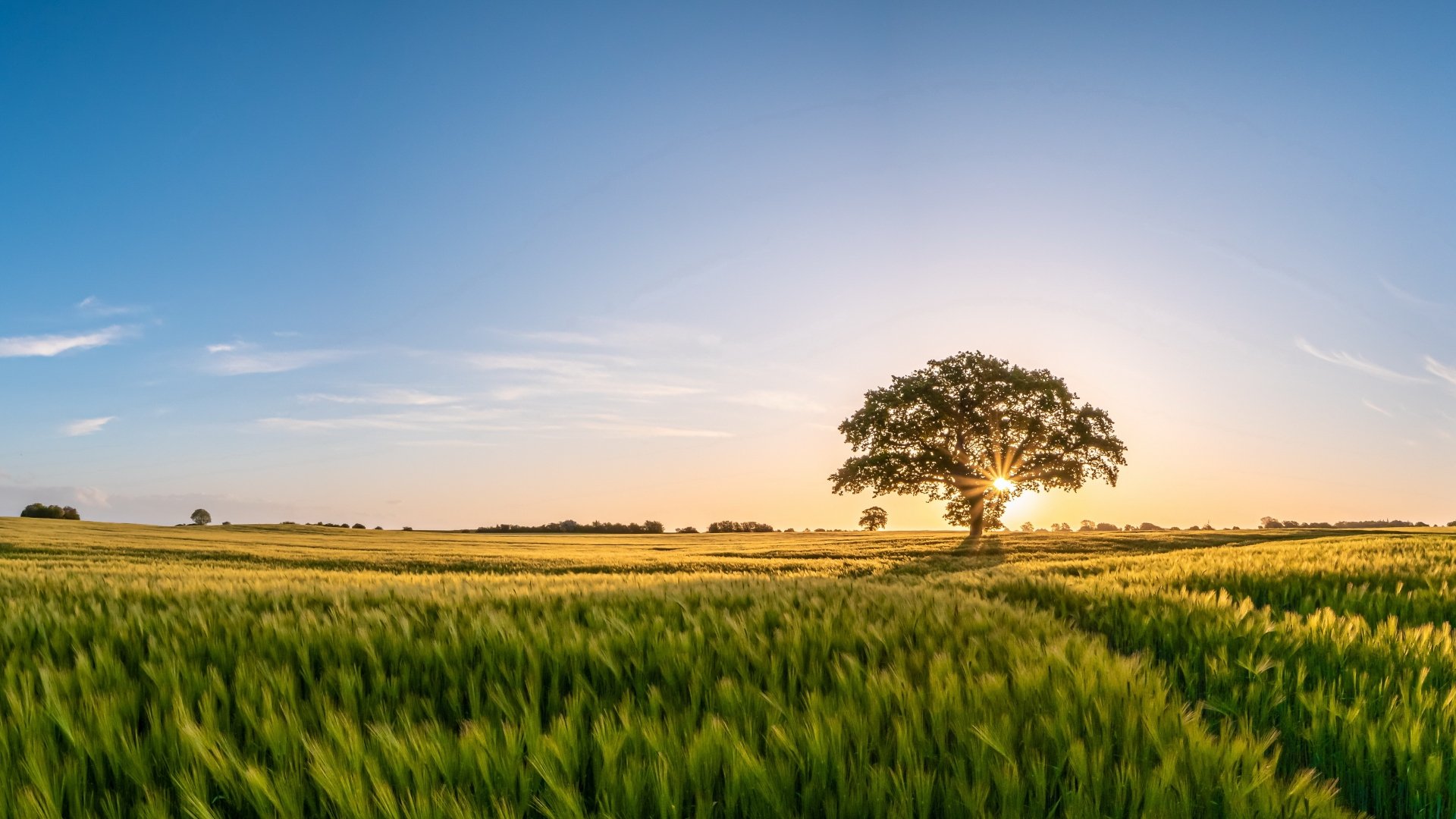 A lone tree stands in the middle of a vast green field under a clear sky at sunset, captured in stunning 4K Ultra HD for a vibrant PC desktop wallpaper.