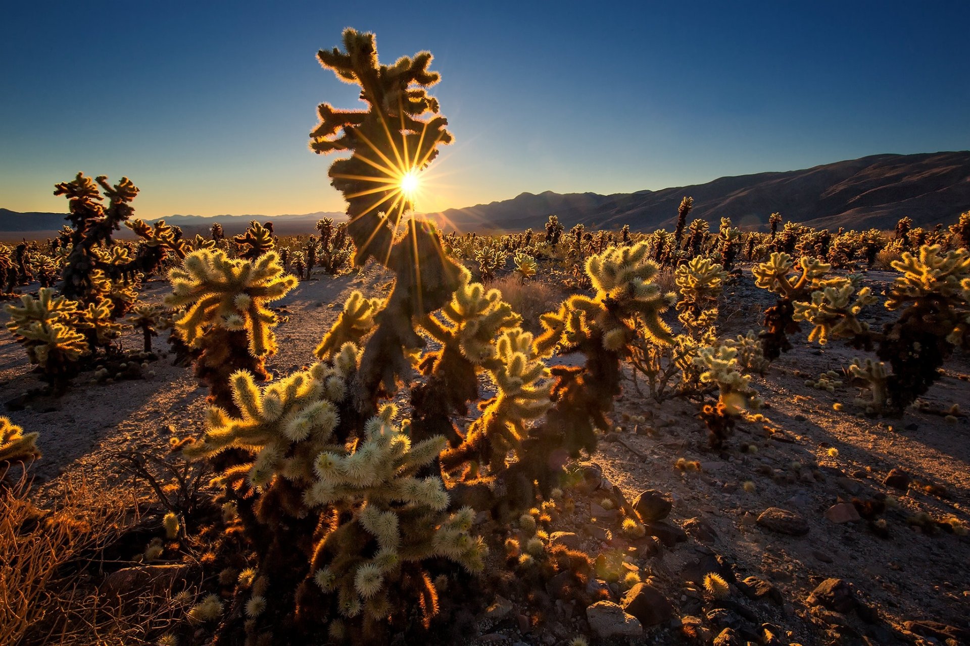 Download California Sunset Nature Cactus HD Wallpaper