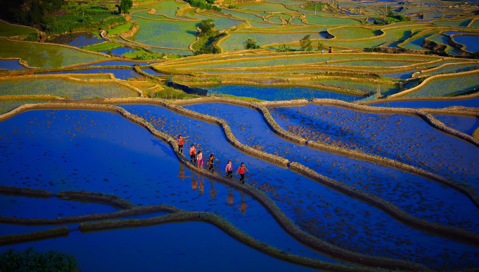 Man Made Rice Terrace HD Wallpaper