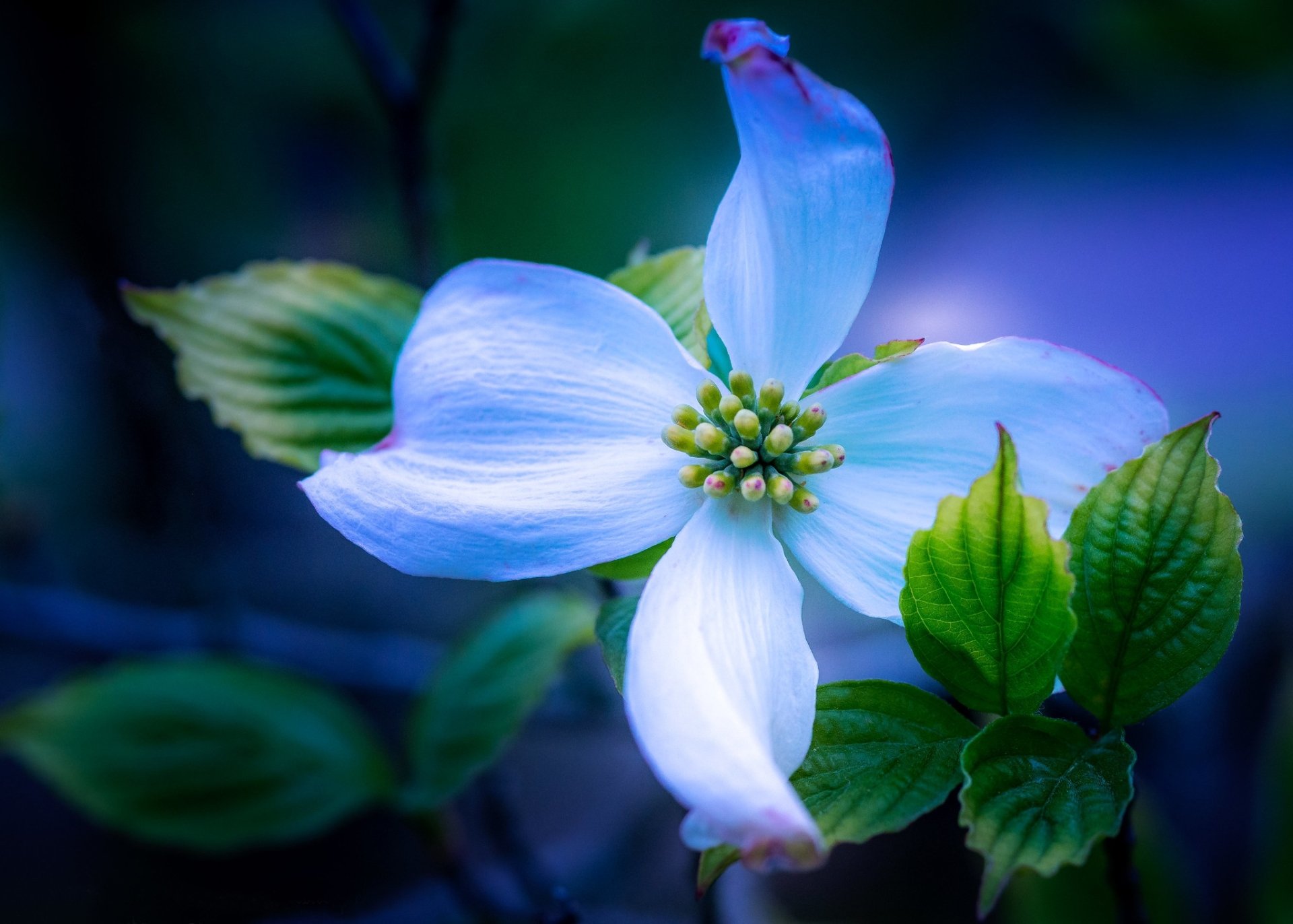 Download Dogwood Nature Blossom HD Wallpaper