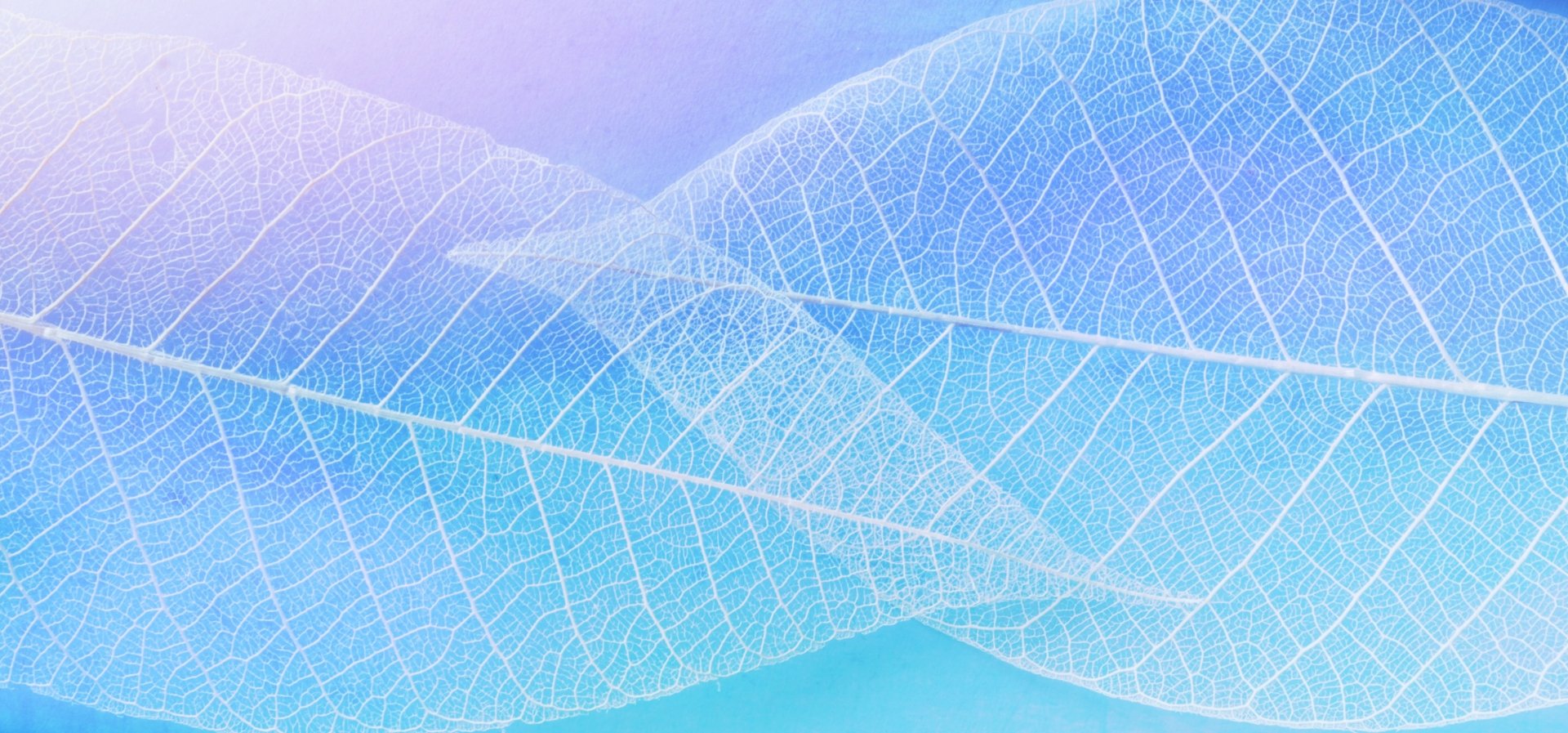 Leaf HD Wallpaper | Background Image | 3927x1834 | ID:1089349