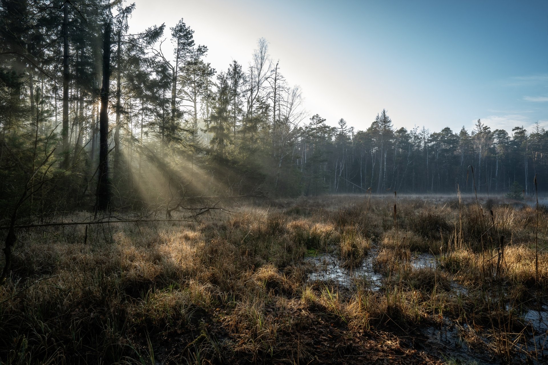 4K Ultra HD desktop wallpaper capturing sunbeams streaming through trees over a misty forest clearing with dry grass and a serene natural landscape.