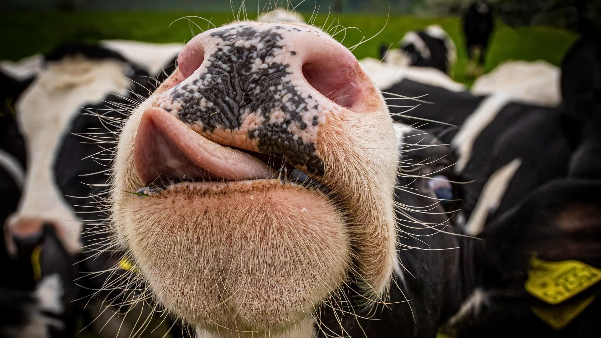 Cow HD Wallpaper | Background Image | 2560x1440