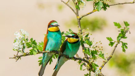 HD PC desktop wallpaper showing two European bee-eaters perched on a flowering branch, vivid turquoise, yellow and chestnut plumage.