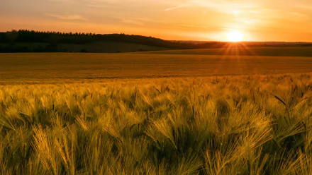 nature sunset summer field summer sunset HD Desktop Wallpaper | Background Image
