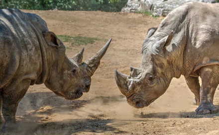 HD PC desktop wallpaper featuring two rhinos facing each other on a dusty ground, capturing the strength and texture of these majestic animals.