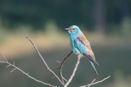  European Roller (coracias garrulus)