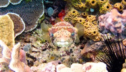 sea life reef fish Animal pufferfish HD Desktop Wallpaper | Background Image