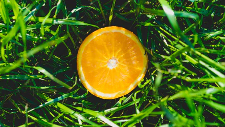  Orange In The Grass by Dan Gold