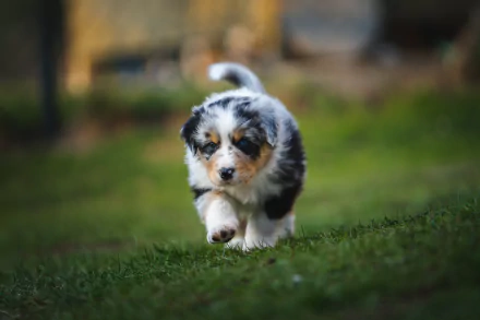 Animal australian shepherd HD Desktop Wallpaper | Background Image
