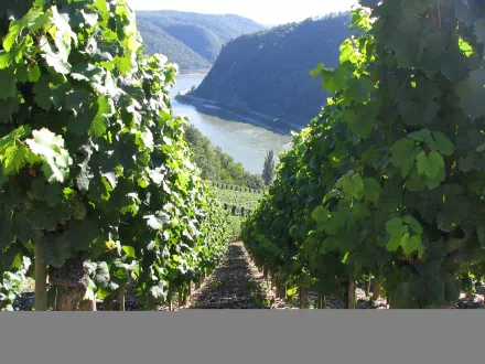 Man-made terraced vineyard rows descending toward a river and rolling hills, lush green vines and sunlight — HD PC desktop wallpaper and background.