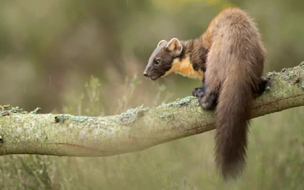 Animal marten HD Desktop Wallpaper | Background Image