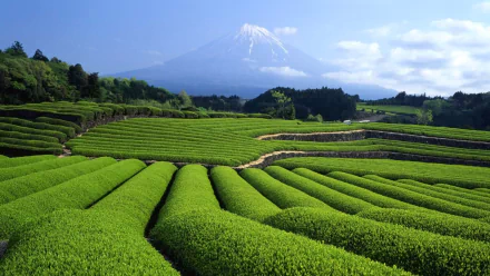 man made tea plantation HD Desktop Wallpaper | Background Image