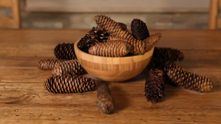 pine cone photography still life HD Desktop Wallpaper | Background Image