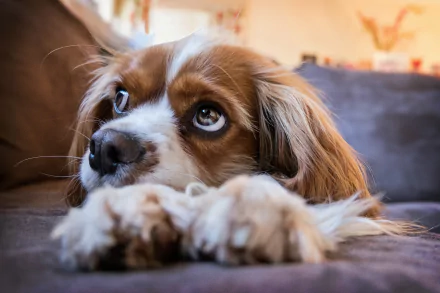 Close-up of a King Charles Spaniel animal resting its paws on a couch, big brown eyes gazing upward — 4K Ultra HD PC desktop wallpaper.