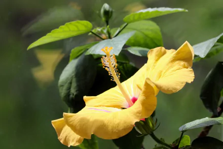 nature hibiscus HD Desktop Wallpaper | Background Image