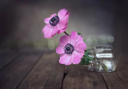 anemone man made flower HD Desktop Wallpaper | Background Image