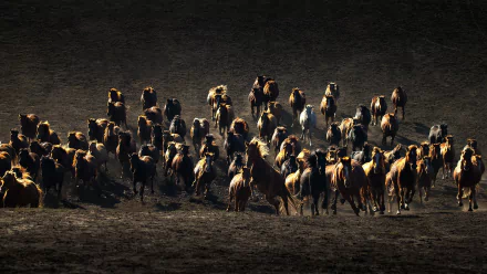 herd Animal horse HD Desktop Wallpaper | Background Image