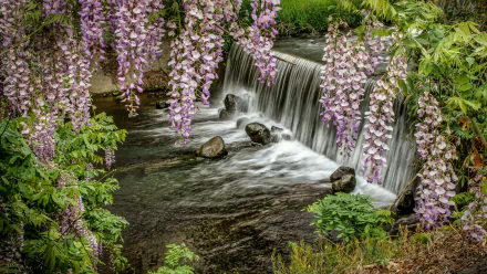 wisteria river nature waterfall HD Desktop Wallpaper | Background Image
