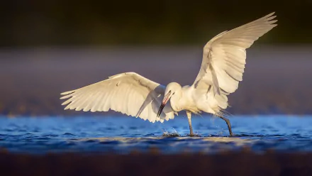 Animal egret HD Desktop Wallpaper | Background Image