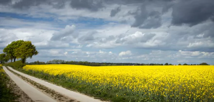 rapeseed man made road HD Desktop Wallpaper | Background Image