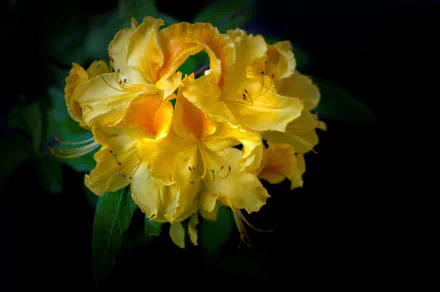 azalea nature Rhododendron HD Desktop Wallpaper | Background Image