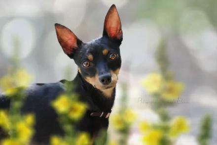 miniature pinscher Animal dog Black Dog HD Desktop Wallpaper | Background Image