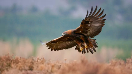 HD PC desktop wallpaper showing a golden eagle in mid-flight over a blurred natural landscape.