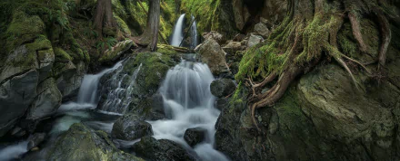 roots stream nature waterfall HD Desktop Wallpaper | Background Image