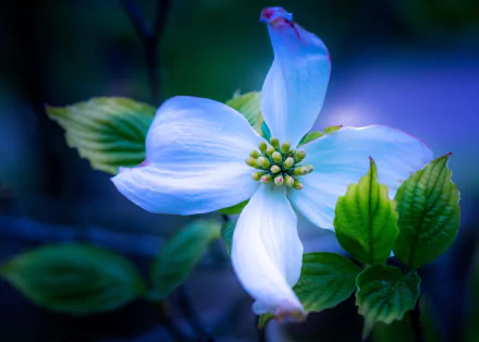 dogwood nature blossom HD Desktop Wallpaper | Background Image