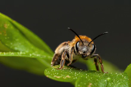 Animal bee HD Desktop Wallpaper | Background Image