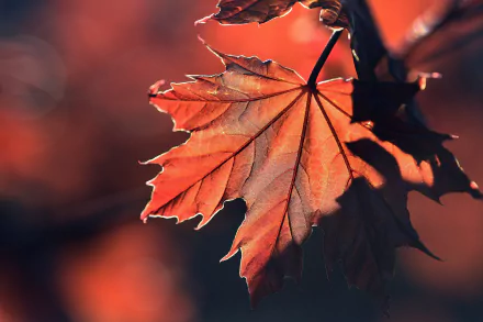 maple leaf nature leaf HD Desktop Wallpaper | Background Image