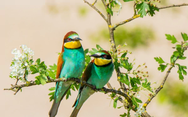 HD PC desktop wallpaper showing two European bee-eaters perched on a flowering branch, vivid turquoise, yellow and chestnut plumage.