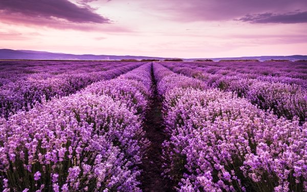 Rows Of Lavendar Wallpaper and Background Image | 1366x768
