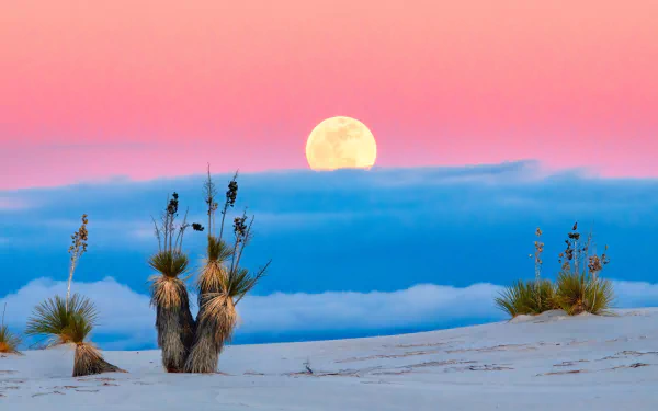 4K Ultra HD wallpaper of a serene desert landscape with sparse plants under a full moon against a pink and blue sky.