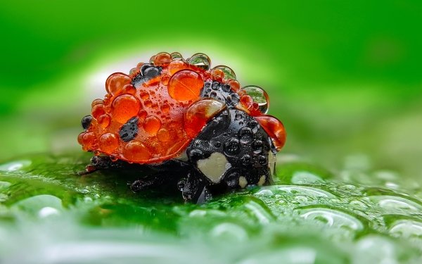 Animal Ladybug Water Drop Macro Insect HD Wallpaper | Background Image
