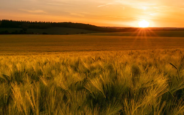 nature sunset summer field summer sunset HD Desktop Wallpaper | Background Image
